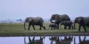 Un troupeau d’éléphants s’envolera d’Angleterre pour le Kenya