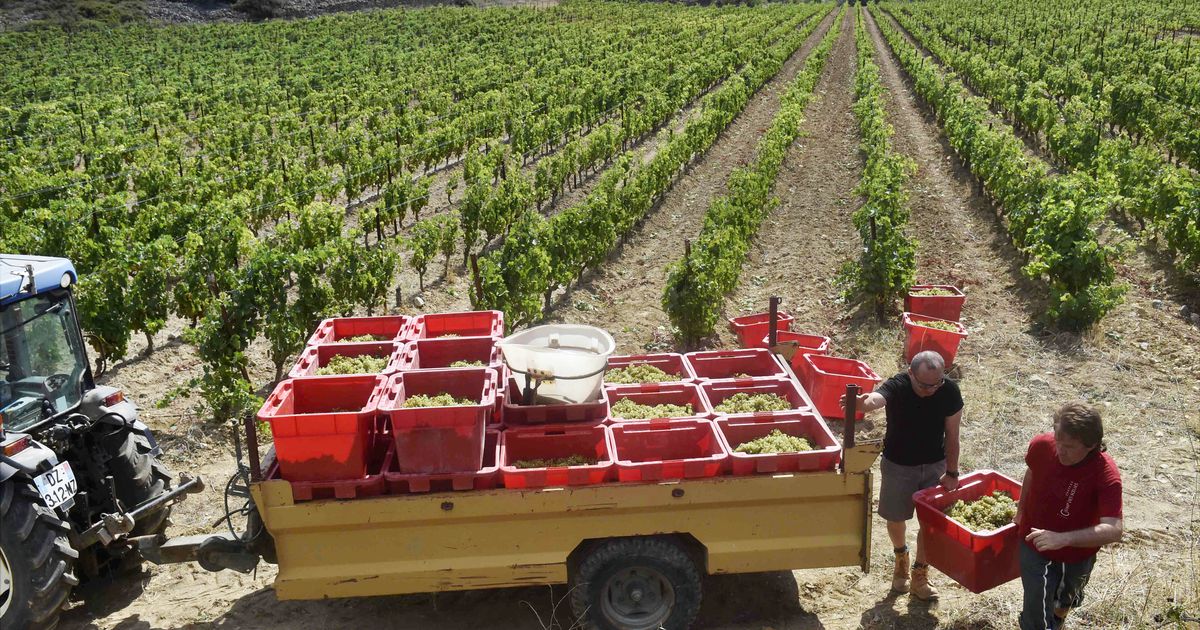 2021, un millésime amer pour la viticulture française 