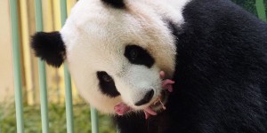 La famille panda de Beauval est heureuse de vous annoncer la naissance de ses deux nouveaux rejetons 