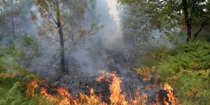 Incendies dans les Landes : les feux maîtrisés, 100 hectares de forêt brûlés
