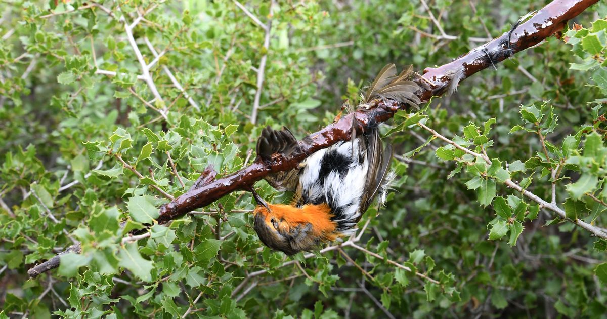 Protection des oiseaux : des formes de chasses traditionnelles interdites