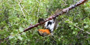 Protection des oiseaux : des formes de chasses traditionnelles interdites