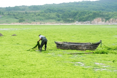 Les algues, ressources du futur