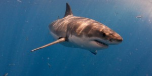 Attaque de requin à La Réunion: un surfeur a la jambe sectionnée