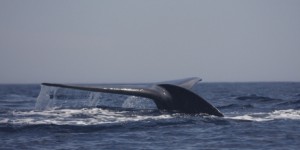 Les dernières baleines bleues menacées par des sonars militaires