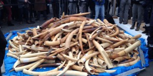 La France détruit publiquement trois tonnes d'ivoire