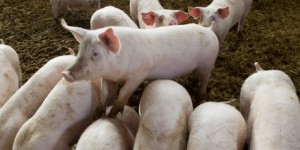 Le gouvernement donne un coup de pouce aux éleveurs porcins