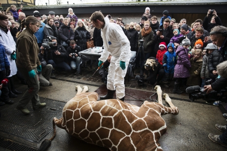 Des milliers d'animaux euthanasiés dans les zoos en Europe