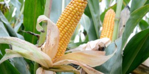 Un nouvel OGM autorisé à la culture dans l'UE