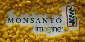Les pro-OGM remportent une bataille au Sénat