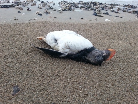 Un record après les tempêtes : plus de 21.000 oiseaux morts 