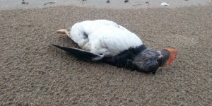 Un record après les tempêtes : plus de 21.000 oiseaux morts 