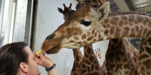 Adeline la girafe, la star du zoo de Vincennes