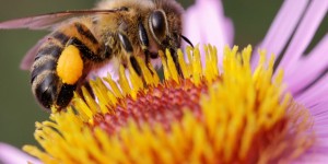 La disparition des abeilles annonce-t-elle la fin de l'humanité ?