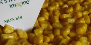 L'Assemblée nationale interdit la culture de maïs transgénique