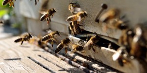 Mortalité des abeilles : non-lieu pour l'insecticide Gaucho