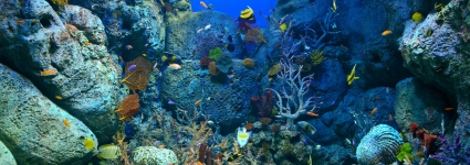 Pourquoi faut-il préserver les barrières de corail ?