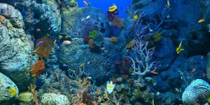 Pourquoi faut-il préserver les barrières de corail ?