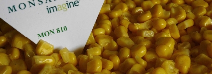 Le Conseil d'Etat confirme l'interdiction du maïs OGM MON810