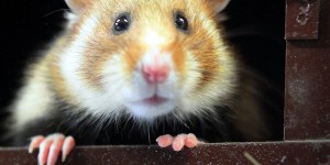 L'Alsace va protéger son grand hamster, mammifère emblématique