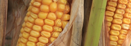Le Parlement interdit définitivement la culture du maïs OGM