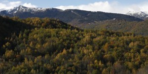Ariège : 300 chênes centenaires abattus par des bûcherons espagnols, les propriétaires sont furieux