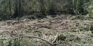 Environnement : un pillage de plusieurs centaines de chênes en Ariège