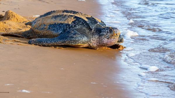 Equateur : 90 oeufs de tortue luth, en voie d'extinction, ont été découverts dans une réserve