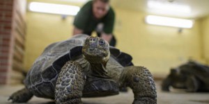 Equateur : une valise contenant 185 bébés tortues découverte à l'aéroport des Galapagos