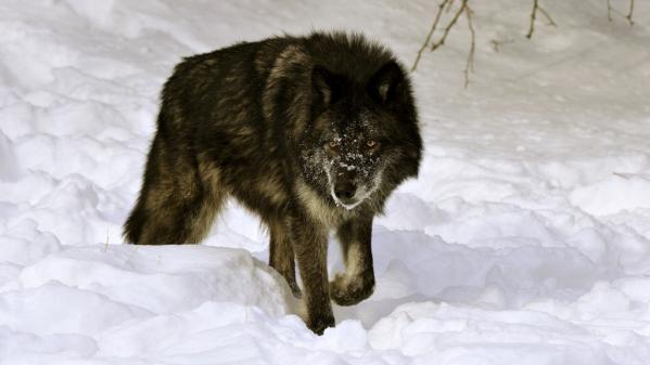 Etats-Unis : un gouverneur américain averti par des autorités environnementales après avoir tué un loup