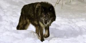 Etats-Unis : un gouverneur américain averti par des autorités environnementales après avoir tué un loup