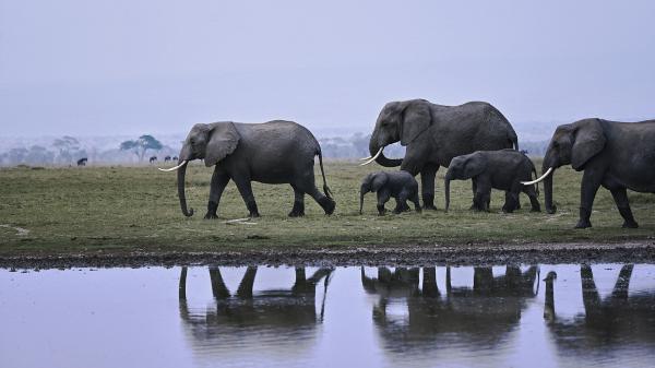 L'éléphant d'Afrique désormais 'en danger' d'extinction, selon l'Union internationale pour la conservation de la nature