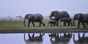 L'éléphant d'Afrique désormais 'en danger' d'extinction, selon l'Union internationale pour la conservation de la nature
