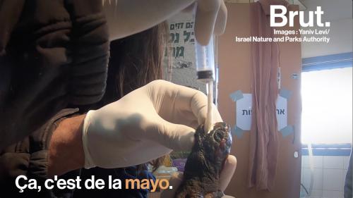 VIDEO. En Israël, des tortues sont sauvées avec de la mayonnaise