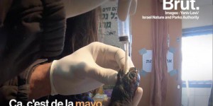 VIDEO. En Israël, des tortues sont sauvées avec de la mayonnaise