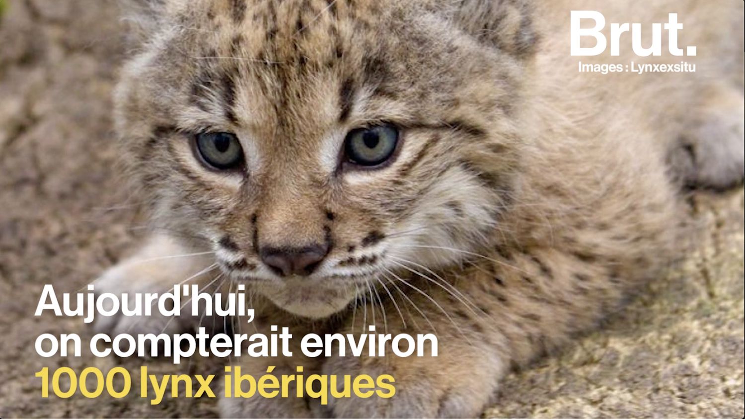VIDEO. Plus de lynx, moins de déforestation en Indonésie... 5 bonnes nouvelles pour la planète