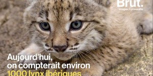 VIDEO. Plus de lynx, moins de déforestation en Indonésie... 5 bonnes nouvelles pour la planète