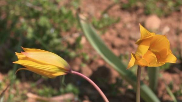 Alsace : un village viticole se mobilise pour sauver ses tulipes sauvages