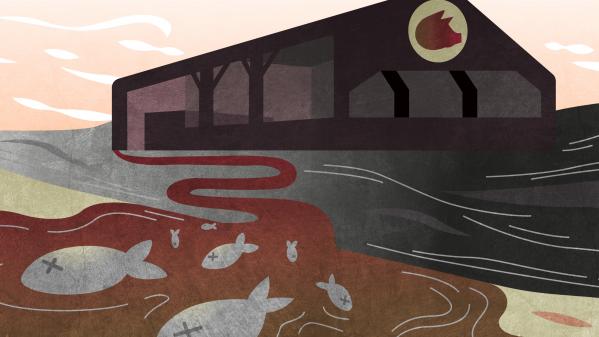 ENQUETE. Pollution, poissons morts et silences gênés... En Bretagne, les ravages du lisier de porc dans les rivières