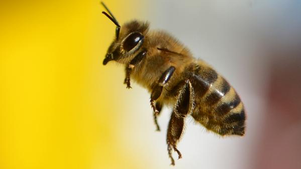 Environnement : les abeilles souffrent de carences alimentaires