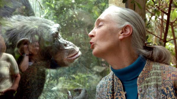 Jane Goodall : la femme qui murmure à l'oreille des chimpanzés