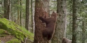 Pyrénées : la prolifération des ours ravit les écologistes mais inquiète les éleveurs