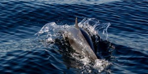 Une soixantaine de dauphins et de nombreux poissons se sont mystérieusement échoués sur des plages du Ghana