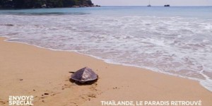 VIDEO. Avec le Covid et l'absence des touristes, les tortues sont de retour sur les plages de Thaïlande