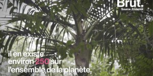 VIDEO. En Nouvelle-Calédonie, une espèce micro-endémique de palmier menacée