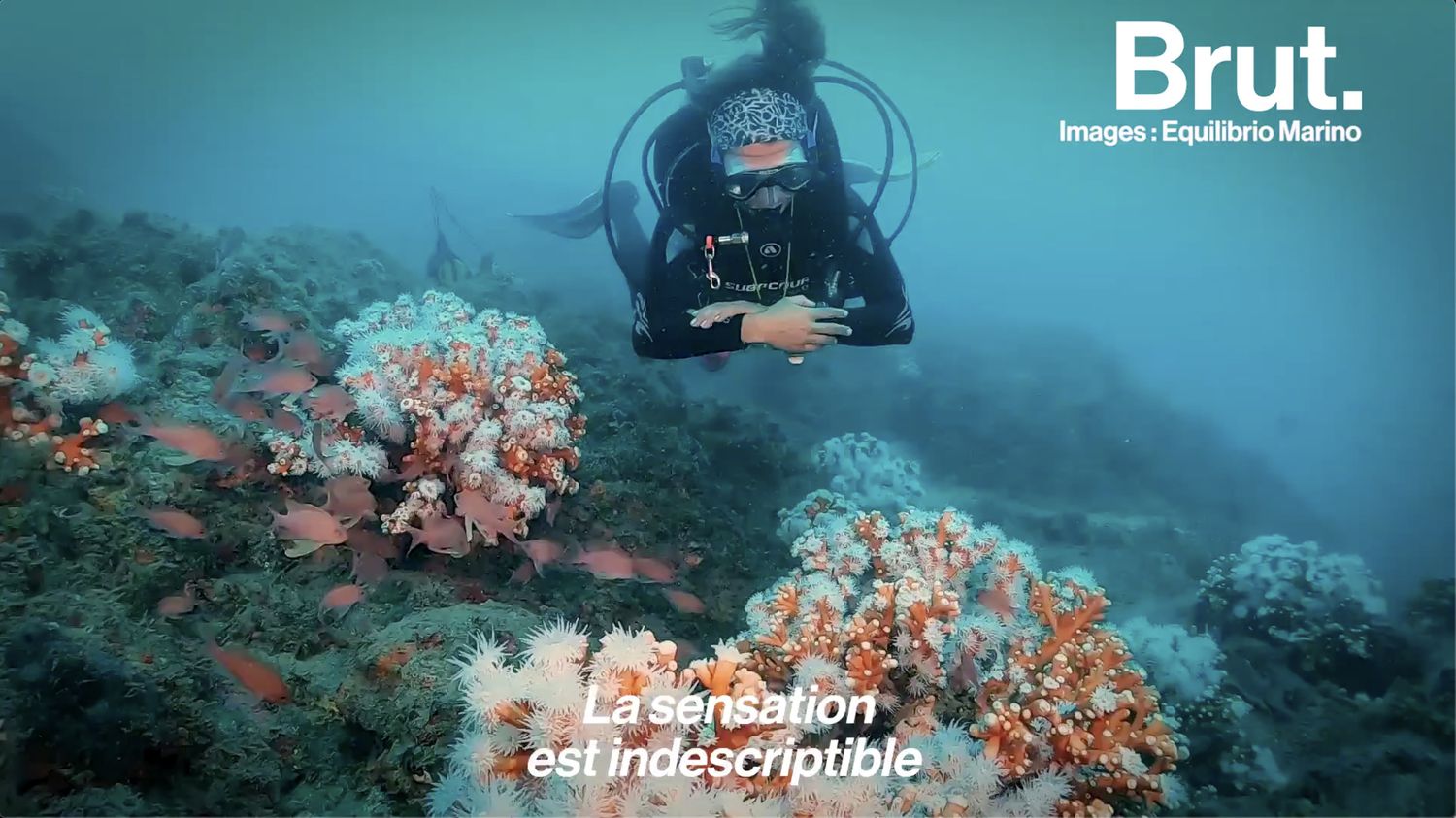 VIDEO. Ces plongeurs se battent pour sauver un récif corallien