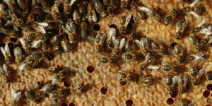 Les apiculteurs s'équipent pour faire face aux vols de ruches