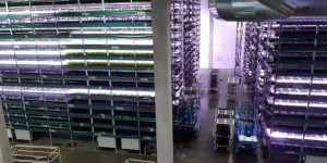 'On n'a plus besoin d'importer des salades' : au Danemark, la folle production d'une ferme verticale