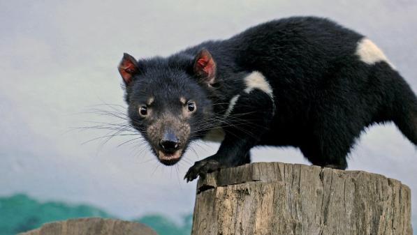Biodiversité : des diables de Tasmanie nés sur le continent australien, 3 000 ans après en avoir disparu