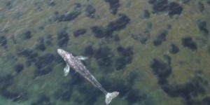Biodiversité : Wally, le baleineau égaré en Méditerranée, se trouve actuellement dans le port de Sète